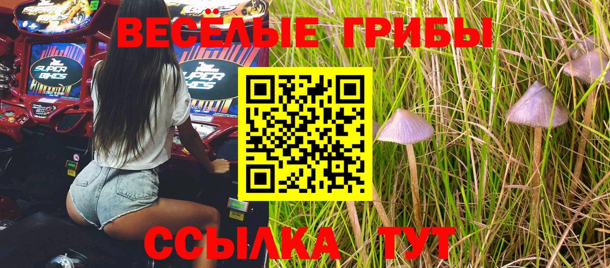 Псилоцибиновые грибы Psilocybe Новороссийск